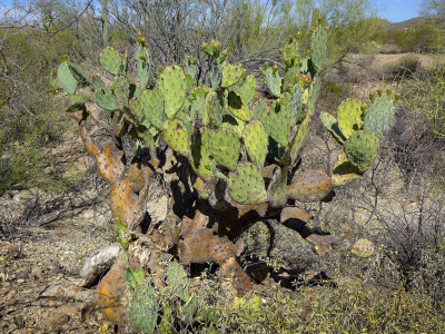 Another old, woody prickly pear