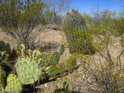 Prickly pear and large Ferocactus (barrel cactus)