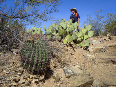 Rich and a nice variety of cactus