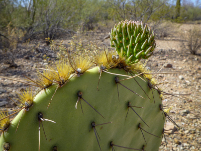 New growth on a prickly pear