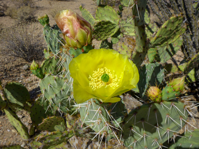 Yellow prickly pear flower