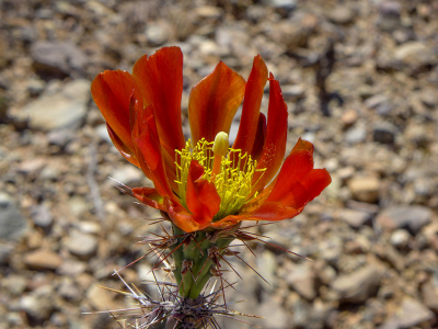 Red cholla flower