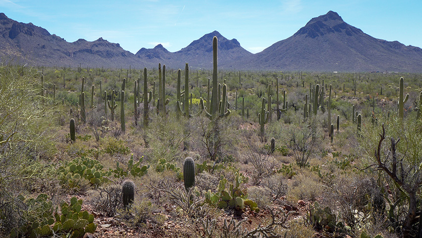 Cactus forest and mountain backdrop