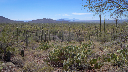 Cactus forest and mountain backdrop