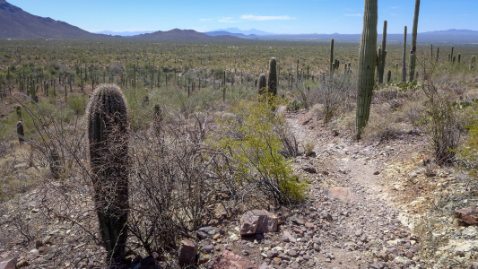 Brown Mountain trail