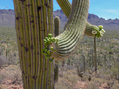 Saguaro buds and flowers everywhere