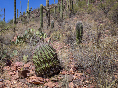 Big fat ferocactus