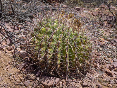 The ferocactus that gave us a fruit