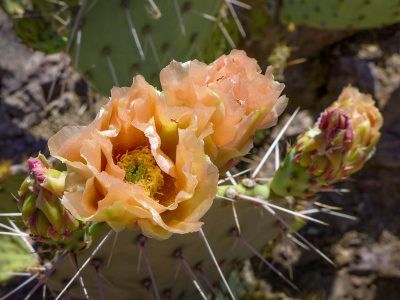 Apricot-colored prickly pear blossoms