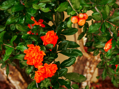 Orange flowers and berries at Tumacacori