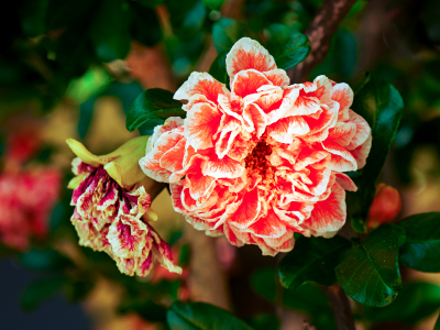 Orange and white flowers at Tumacacori