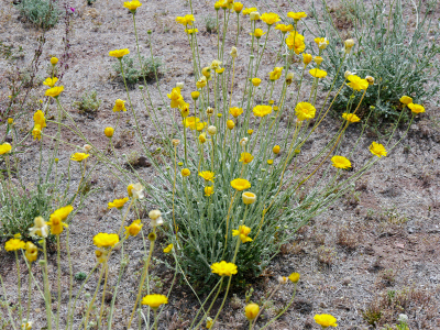 Yellow daisies(?) at Tumacacori