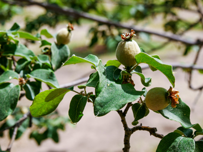 Quinces