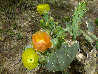 Orange and yellow blossoms on a prickly pear cactus, Anza Trail