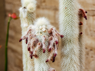 Cleistocactus strausii just past bloom, Tucson Botanical Gardens