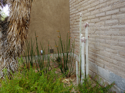 Tall Cleistocactus strausii