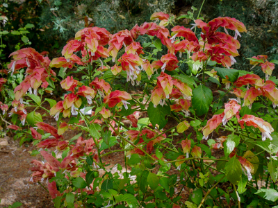 “Shrimp plant,” Justicia brandegeeana