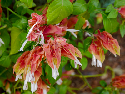 “Shrimp plant,” Justicia brandegeeana. Who said shrimp don’t grow on trees?!