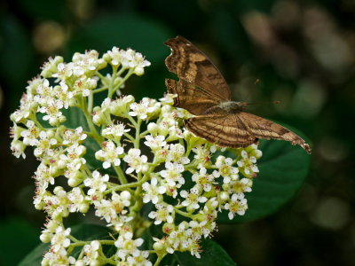 Butterfly on white flowers