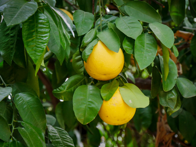 Grapefruit on the tree - Zhanna wants one!