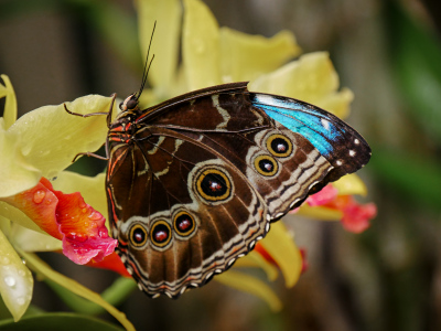 Blue morpho butterfly