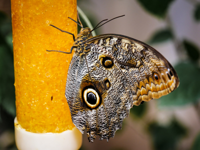(butterfly to identify)