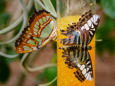 (butterfly to identify)