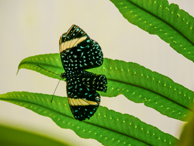 (butterfly to identify)