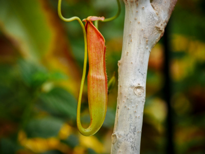 Nepenthes (pitcher plant) in the butterfly house