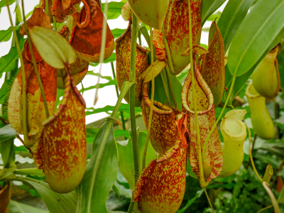 Lots of Nepenthes!