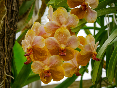 Orchid