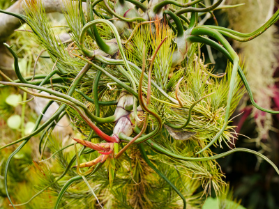 Air plants