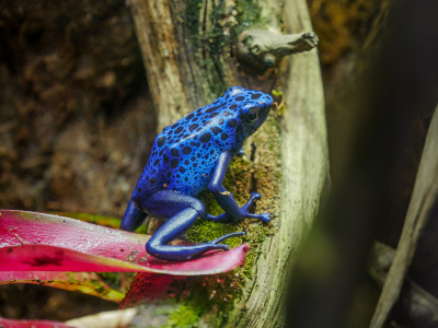 Blue poison dart frog