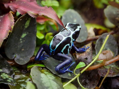 Another blue poison dart frog?