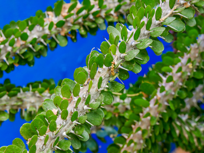 Ocotillo with leaves