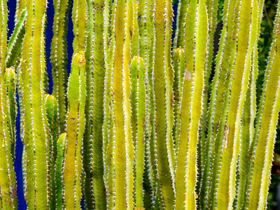 Euphorbia