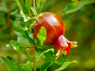 Pomegranate
