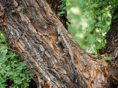 Lizard camouflaged on bark