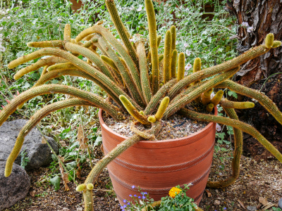 Cleistocactus winteri cactus