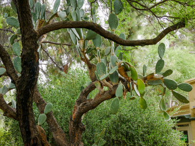 Tree cactus (Opuntia)