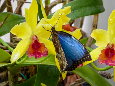 Blue morpho butterfly on orchids