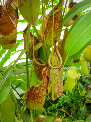 Nepenthes