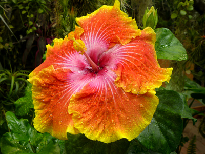 Hibiscus