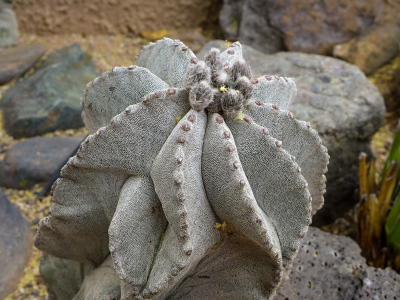 Interestingly-shaped astrophytum with buds