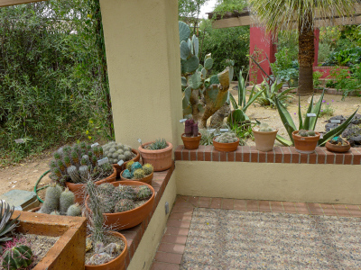 Nice display of cacti and other succulents