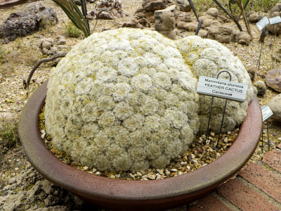 Huge mound of Mammillaria plumosa