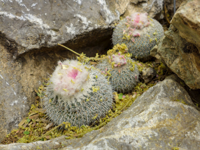 Unidentified cactus, maybe Escobaria?
