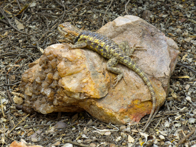 Lizard sunning himself on quartz