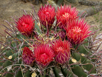 Bright pink Ferocactus flowers