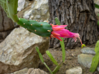 Pink Opuntia flower